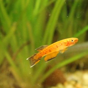 Killifish-species