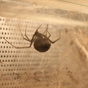 Black widow