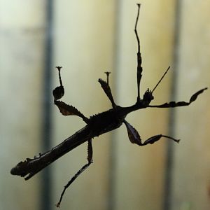 Extatosoma tiaratum