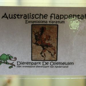 Sign Extatosoma tiaratum