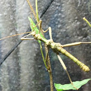 Stick insect