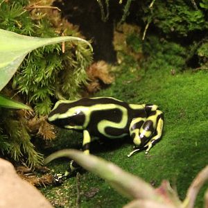 Green dart frog