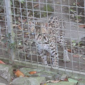 Ocelot