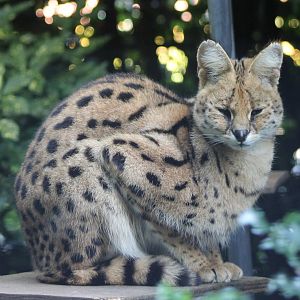 Serval