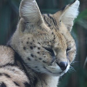 Serval