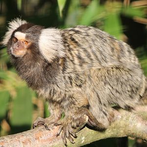Common marmoset