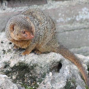 Dwarf mongoose