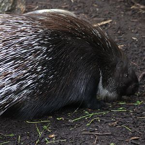 Crested porcupine