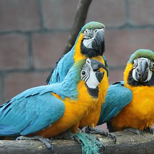 Yellow and Blue macaw-family