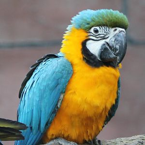Young Yellow and blue macaw