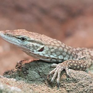 Freckled monitor