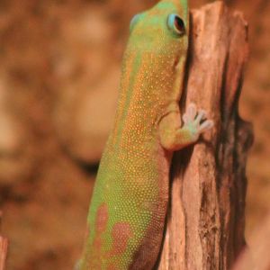 Gold-dust day-gecko