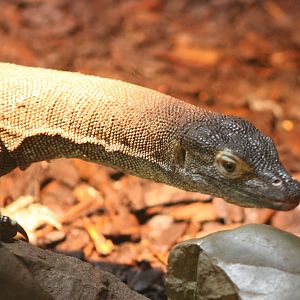 Merten's water monitor