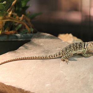 Crotaphytus collaris