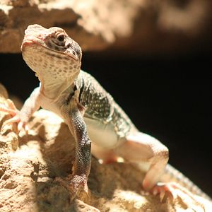 Crotaphytus collaris