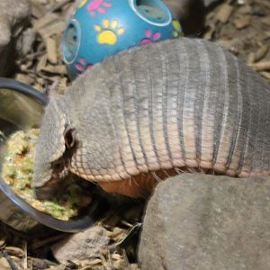 Armadillo