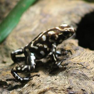 Campana dart frog