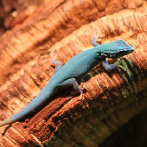 Electric blue gecko