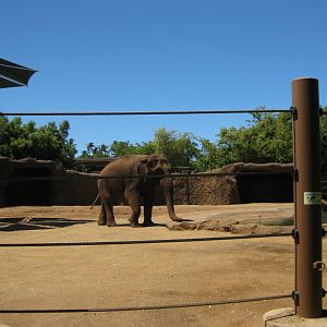 Asian Elephant