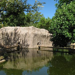 Lemur Habitat