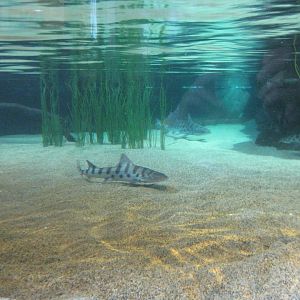 Leopard Sharks in Aviary