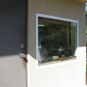 Herpetology room window (3 lizard species)