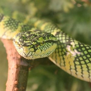 Tropidolaemus wagleri