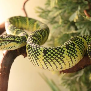 Tropidolaemus wagleri