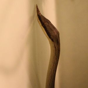 Rhynolophis boulengeri