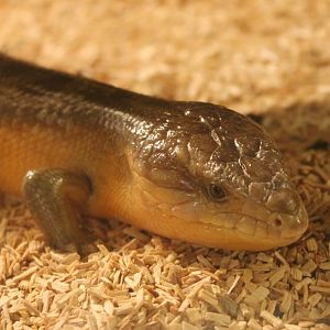 Skink-species