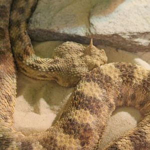 Cerastes cerastes