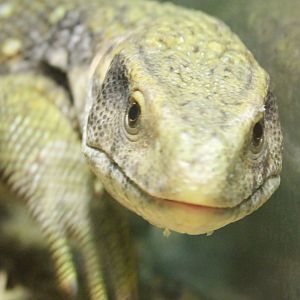 Bosc's monitor
