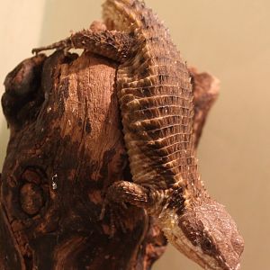 Cordylus tropidosternum