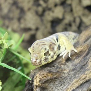 Teratosscincus roborowski