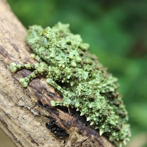 Theloderma corticale