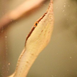 Rhynolophis boulengeri