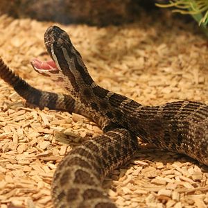 Sistrurus catenatus tergeminus