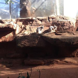 Yellow-footed Rock-wallaby (Petrogale xanthopus)