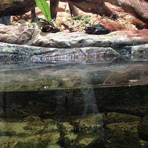 Green and Golden Bell Frog (Litoria aurea)