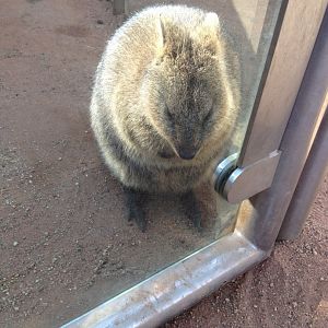 Quokka (Setonix brachyurus)