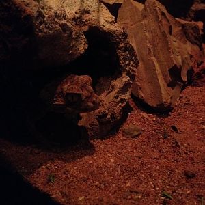 Centralian Knob-tailed Gecko (Nephrurus amyae)