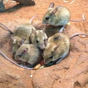 Spinifex Hopping Mouse (Notomys alexis)