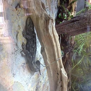 Duvaucel's Gecko (Hoplodactylus duvaucelii)