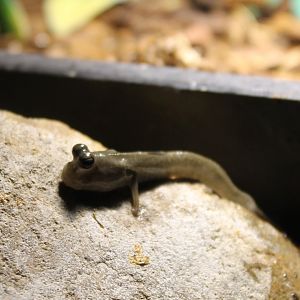 Mudskipper