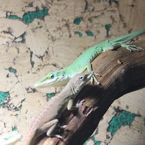 Anolis carolinensis