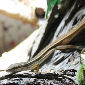 Takydromus sexlineatus