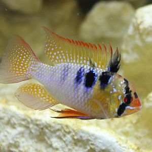 Apistogramma ramirezi