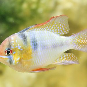 Apistogramma ramirezi