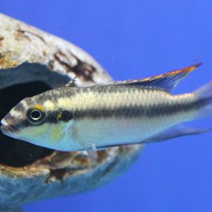 Pelvicachromis pulcher