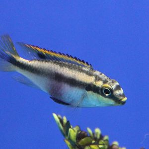Pelvicachromis pulcher